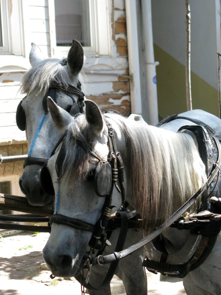 Attractive animal saddle