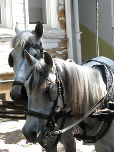 Attractive animal saddle photo