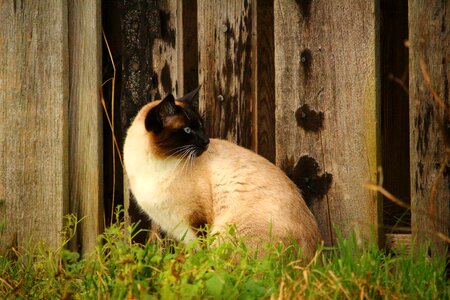 Breed cat mieze felidae