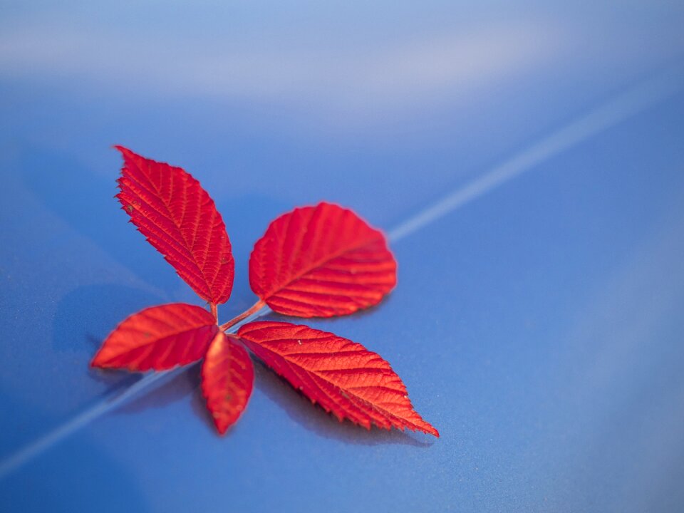 Leaf natural winter