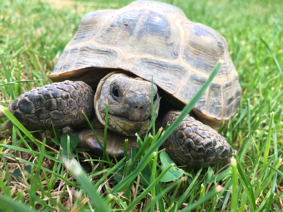 Garden animal eat
