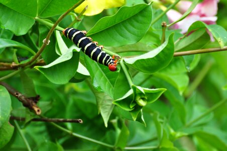 Guadeloupe nature exotic