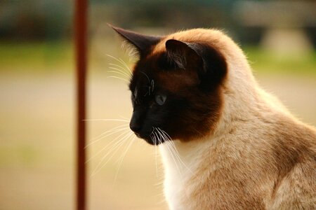 Breed cat felidae cat's eyes photo