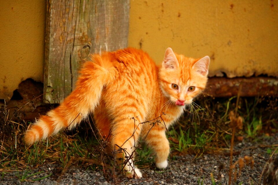 Red mackerel tabby young cat mackerel