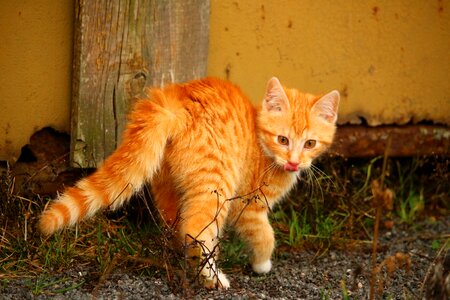 Red mackerel tabby young cat mackerel photo