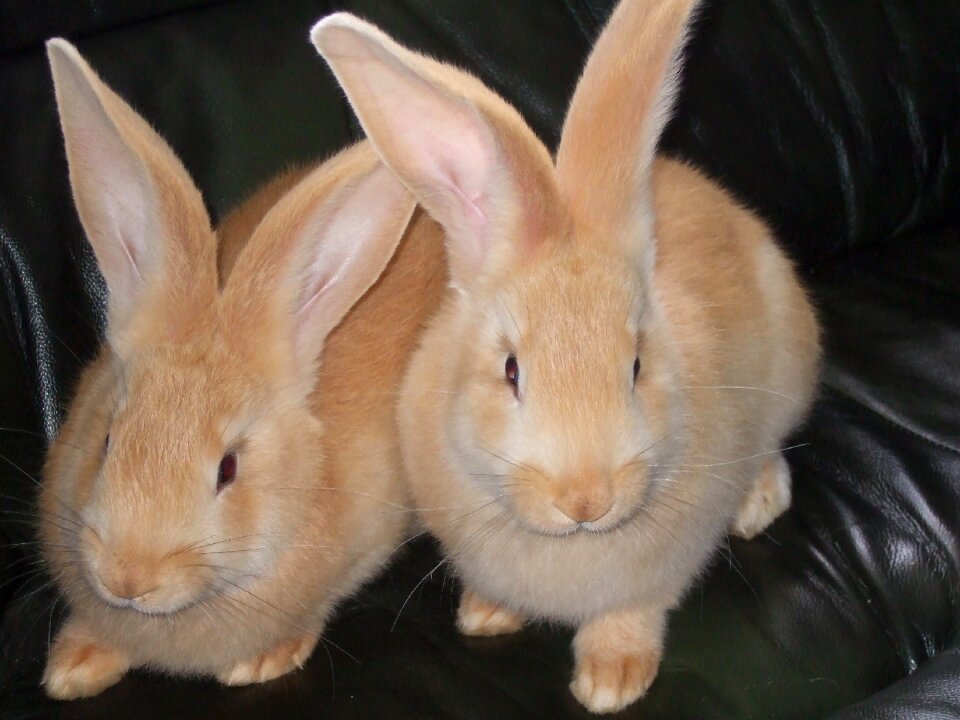 Wildlife rabbits brown rabbit