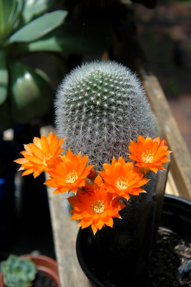 Plant gardening