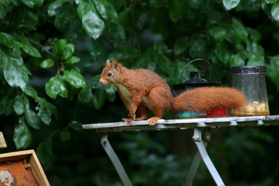Nature rodents tree