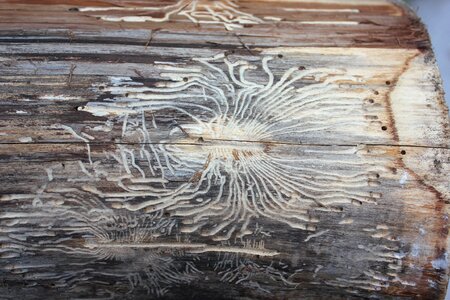 Beetle woodworm