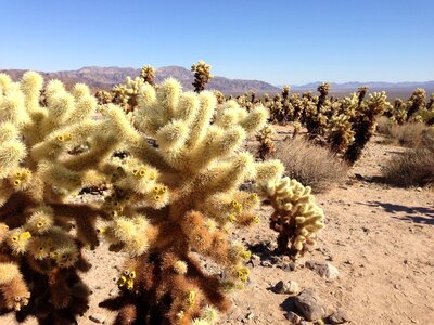 Nature plant desert landscape