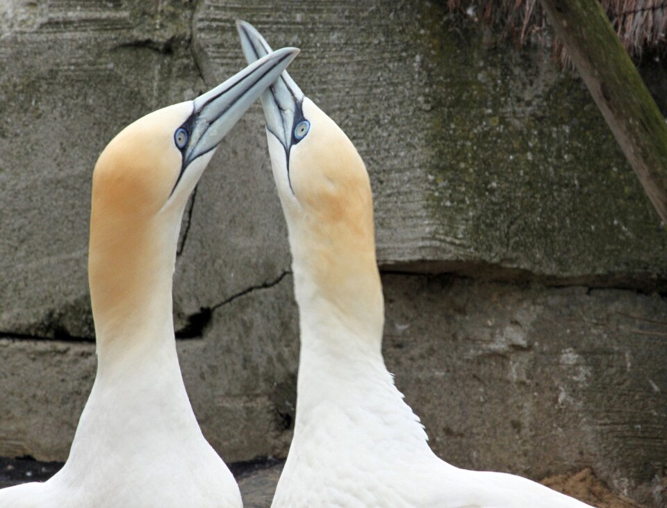 Beaks bill close up
