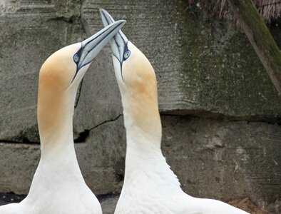 Beaks bill close up