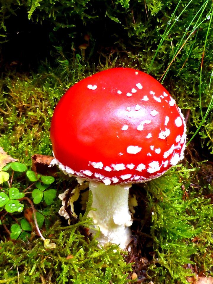 Red fly agaric mushroom moss fliegenpilz forest floor