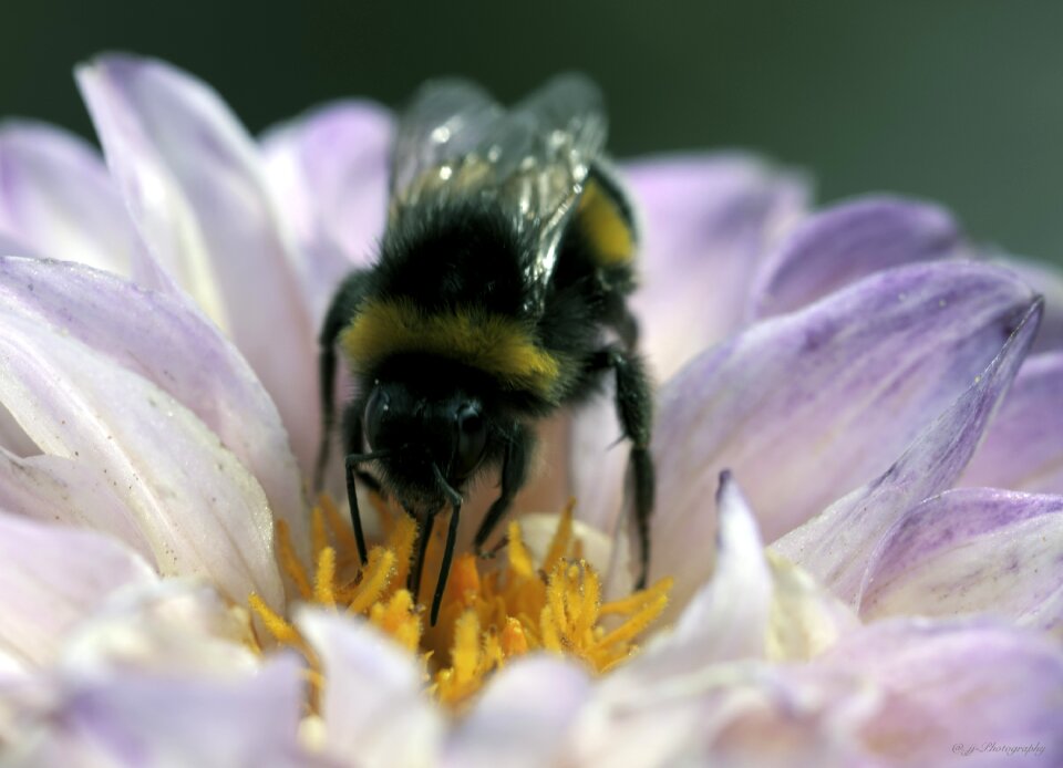 Pollen insect pollination