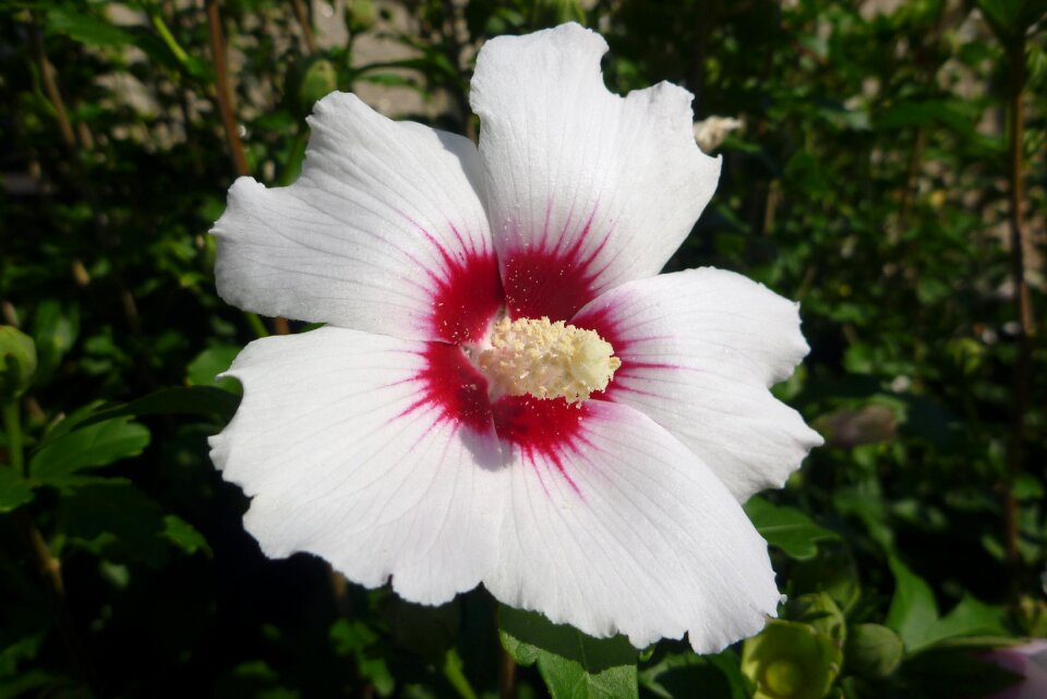 Big flower ibyšku macro summer