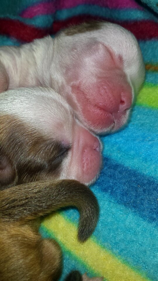 Shitzu laziness sleep
