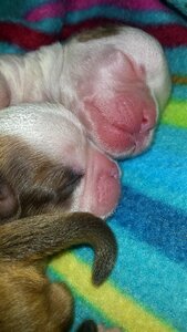 Shitzu laziness sleep