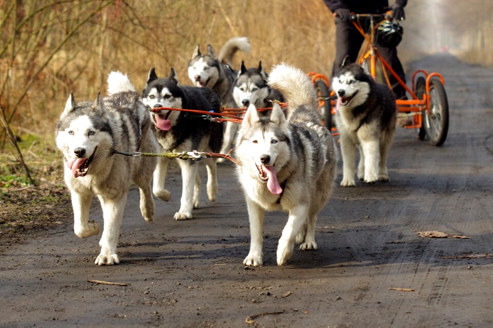 Husky sled dogs adamczak