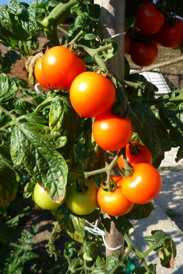 Tomatoes crop garden
