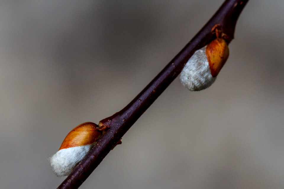 Nature aesthetic growth