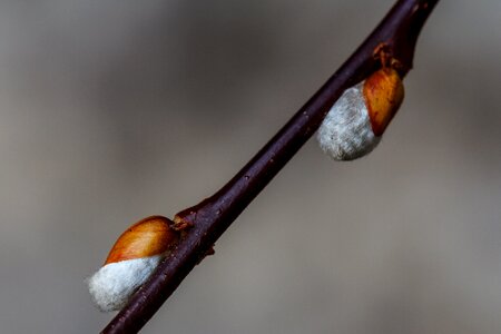 Nature aesthetic growth
