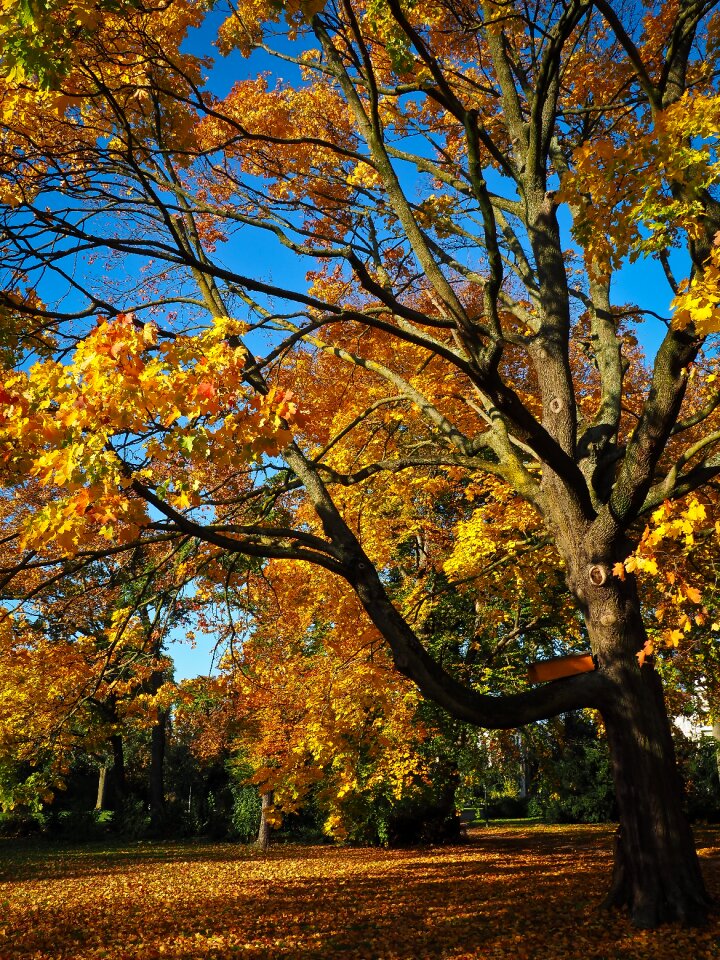 Tree in the fall mood leaves