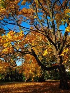 Tree in the fall mood leaves