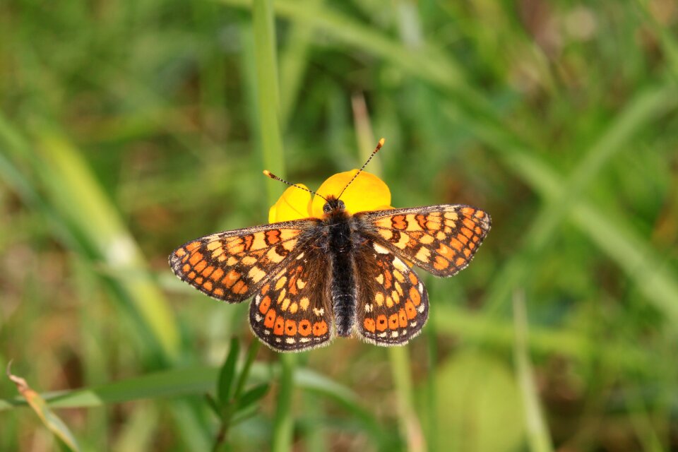 Westmeath ireland nature ireland