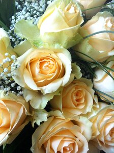 Congratulations bouquet of roses pink