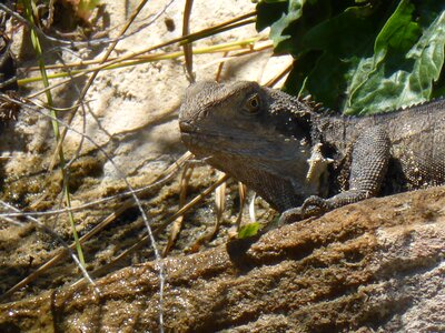 Reptile reptilian