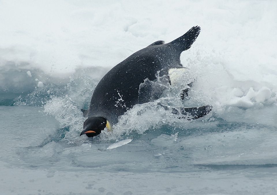 Spheniscidae king penguin aptenodytes patagonicus