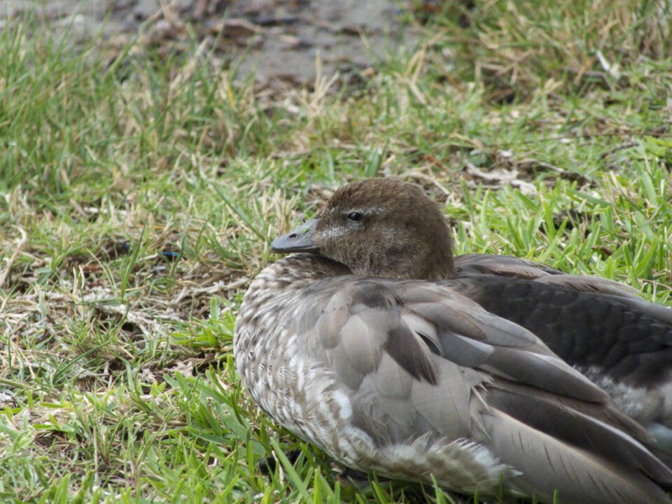 Nature mallard waterfowl