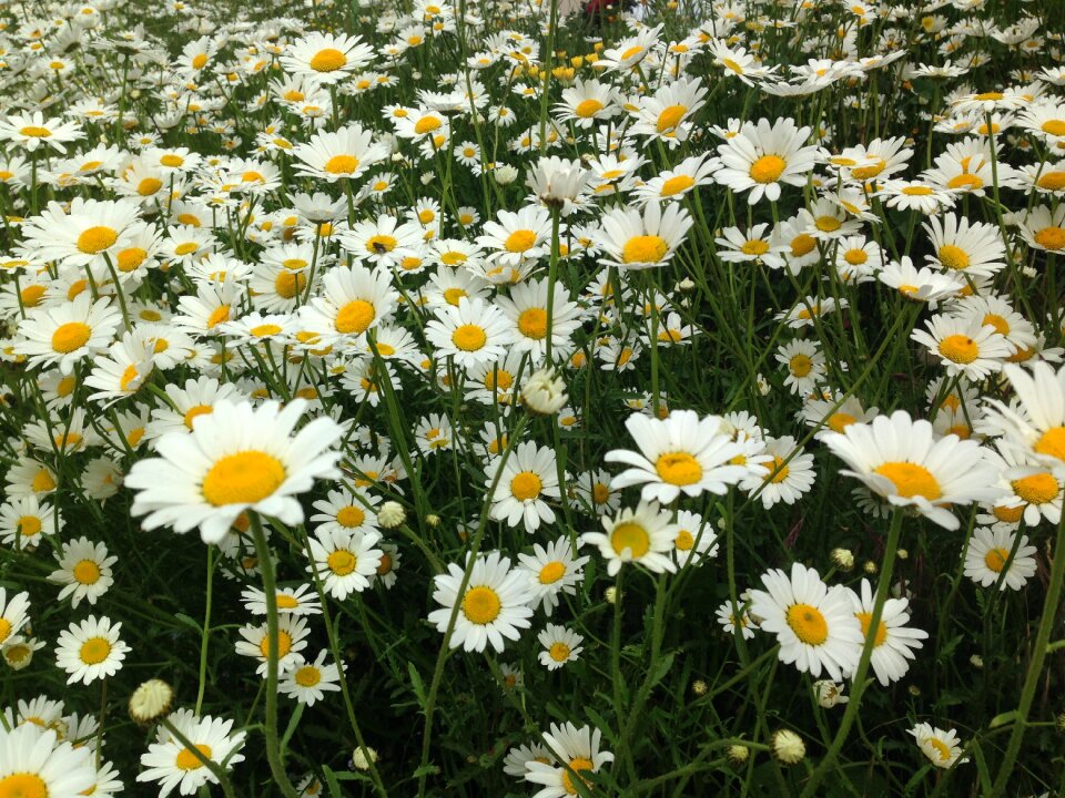 Fleurs des champs nature spring