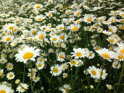 Fleurs des champs nature spring