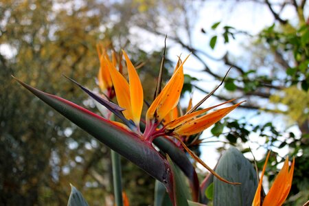 Colorful blossom bloom