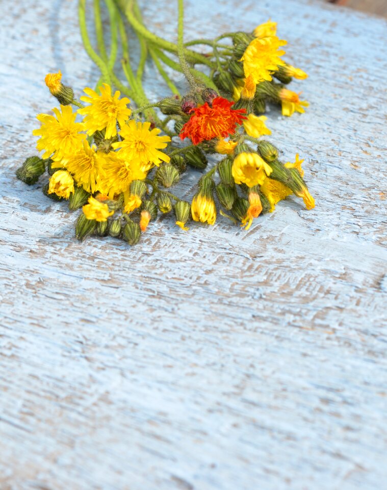 Summer flowers a yellow flower dandelion