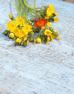 Summer flowers a yellow flower dandelion