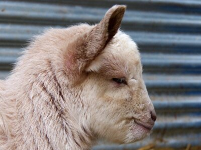 Breeding newborn teddy