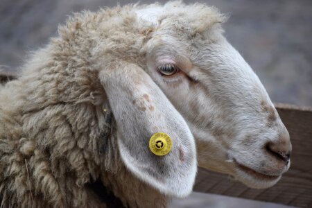 Lana muzzle lombardy