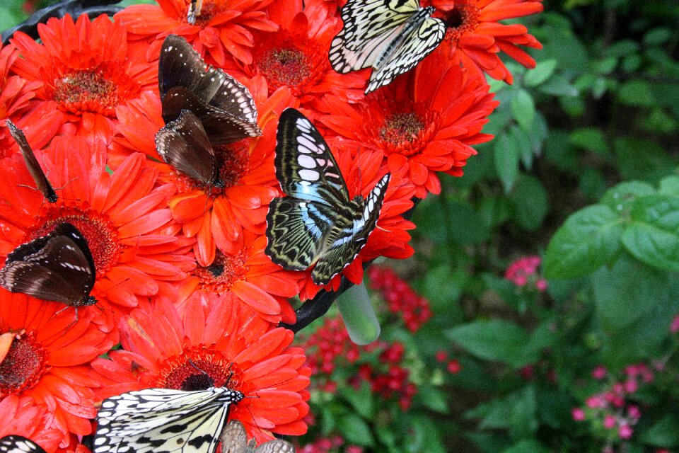 Airport botanical garden butterfly