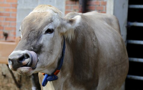 Livestock milk cow agriculture photo