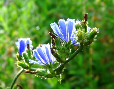 Blue flower nature spring photo