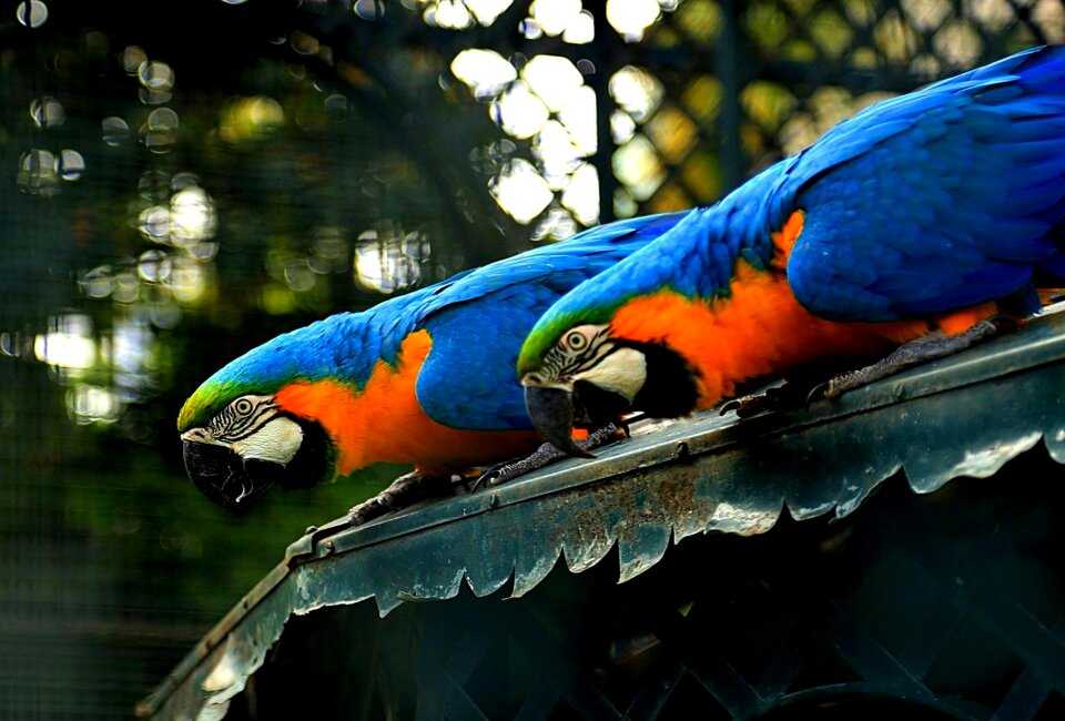 Tropical birds nature arara