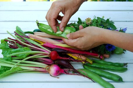 Vegetables cultivation summer