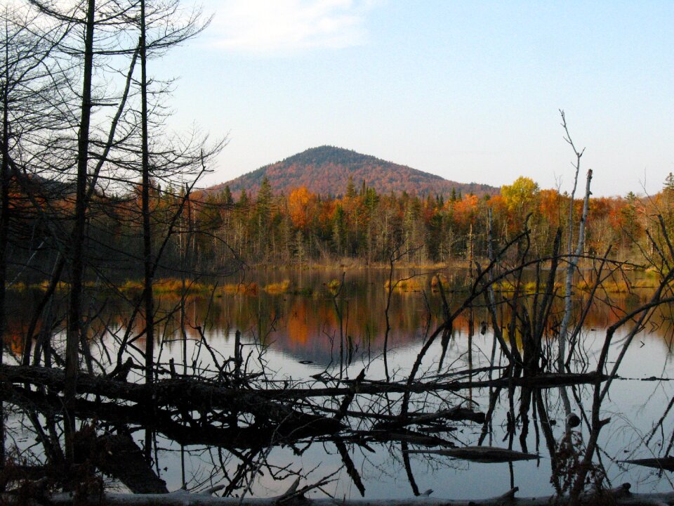 Landscape forest nature photo