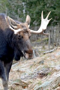 Wildlife nature mammal