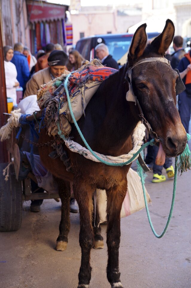Donkey morocco