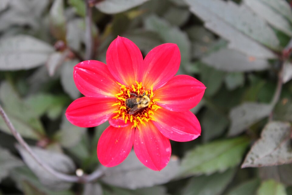 Macro pollinate pink