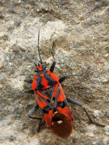 Beetle arthropod orange