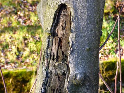 Forest nature the bark